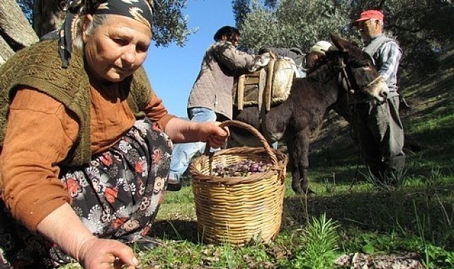 Sofralık zeytin ihracatı 128 milyon dolardan 162 milyon dolara yükseldi