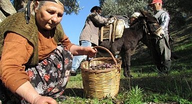 Sofralık zeytin ihracatı 128 milyon dolardan 162 milyon dolara yükseldi