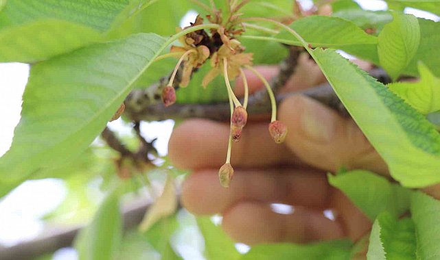 Soğukların vurduğu kiraz üreticisine devlet desteği