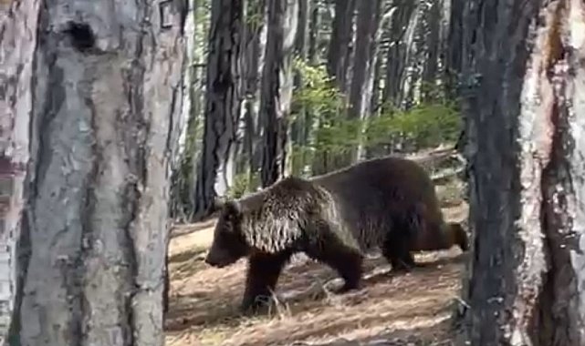 Soğuksu Milli Parkı'nda ayılar görülmeye başlandı