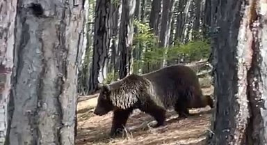 Soğuksu Milli Parkı'nda ayılar görülmeye başlandı