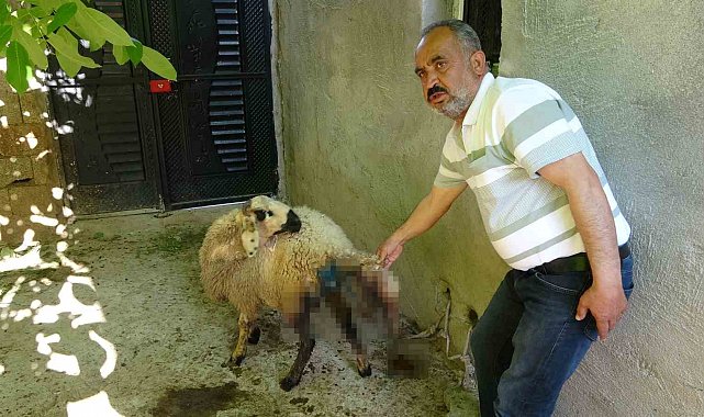 Sokak köpekleri köylülerin hayvanlarına saldırdı