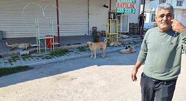 Sokak köpekleri tehlike saçıyor