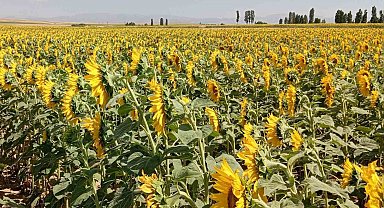 Söke'de buğday hasadı sonrası ayçiçeği ekimine destek