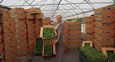 Son üç yılda 1 milyon 700 bin fide dağıtıldı