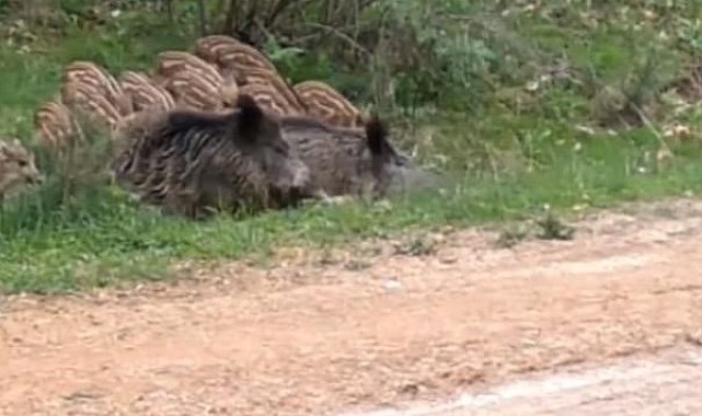 Su birikintisinde serinleyen domuz sürüsü kamerada