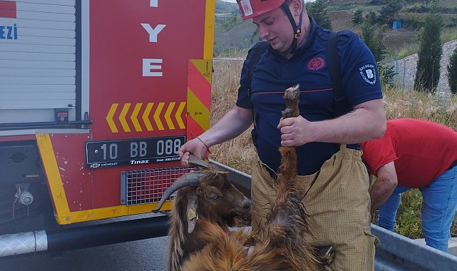 Su kanalına düşen keçi itfaiye ekiplerince kurtarıldı
