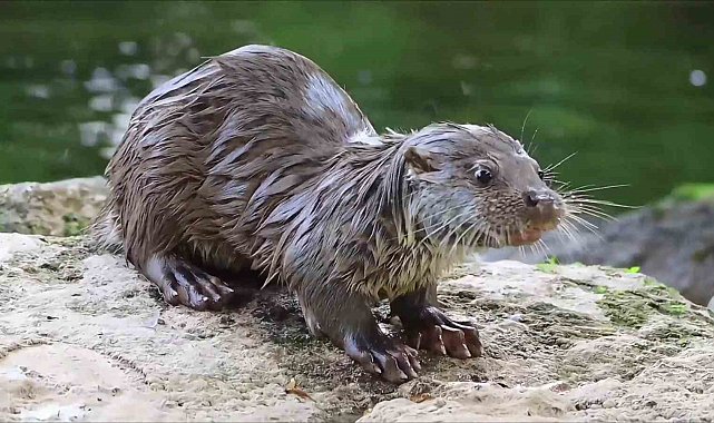 Su samuru avladığı yengeci yerken görüntülendi