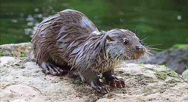 Su samuru avladığı yengeci yerken görüntülendi