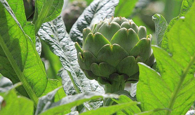 Şubatta sıraya girenler 'göbeği'ni alabildi