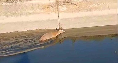 Sulama kanalına düşen karaca vatandaşlar tarafından kurtarıldı