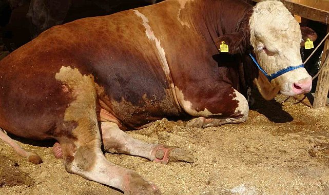 Sultanbeyli Kurban Pazarı'nda dev rekabet: 'Şampiyon' ve 'İmparator' karşı karşıya