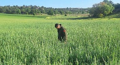 Süne zararlısına karşı mücadele sürüyor