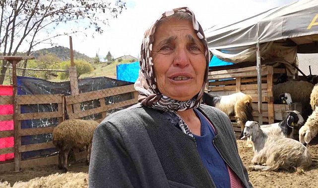 Sürüsünü kurtlara kaptıran kadın gözyaşlarını tutamadı: "Hepsi evladım gibiydi"