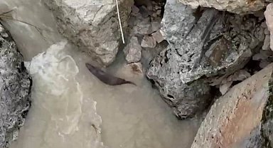 Tağar Çayında su samurları görüntülendi