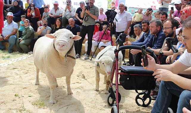 Talas'ta İle De France koyun ırkları yarıştı