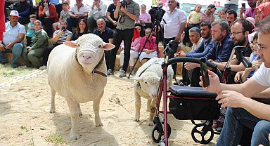 Talas'ta İle De France koyun ırkları yarıştı
