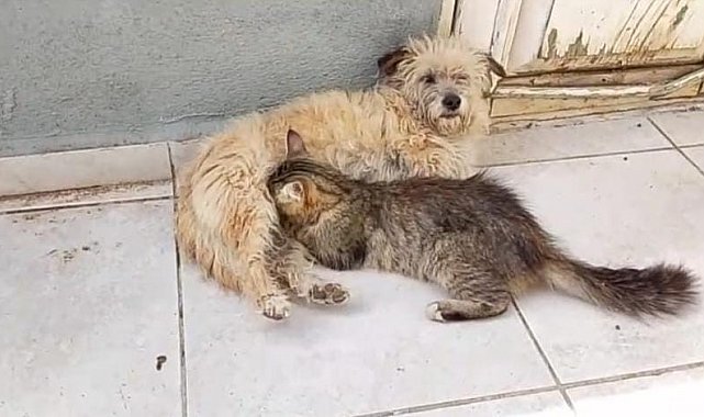 Tarçın adlı dişi köpek kedilere annelik yapıyor