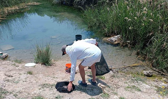Tarihi hamam kalıntıları arasındaki süs balıklarını kaçak avlayanlara suç üstü
