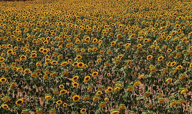 Tarlalarda görsel şölen: Ayçiçekleri tarlaları sarıya boyadı