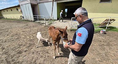 Tay, annesini kaybedince kuzu ile dost oldu