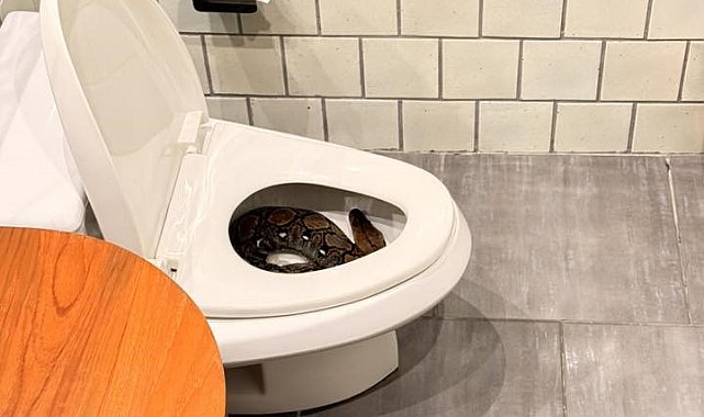 Tayland'da bir evin tuvaletinden dev piton çıktı