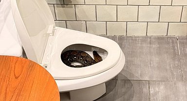 Tayland'da bir evin tuvaletinden dev piton çıktı