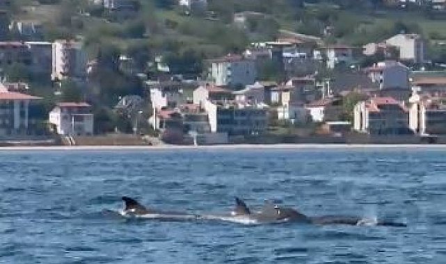Tekirdağ açıklarında yunus sürüsü görüntülendi