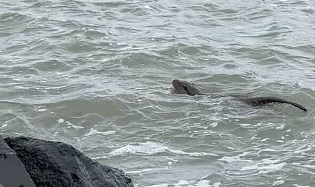 Tekirdağ kıyılarında su samuru görüntülendi