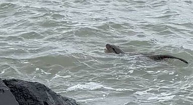 Tekirdağ kıyılarında su samuru görüntülendi