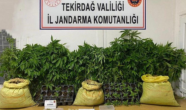 Tekirdağ'da jandarmadan uyuşturucu operasyonları: Çok sayıda madde ele geçirildi