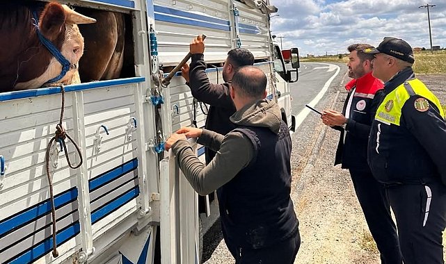 Tekirdağ'da kaçak hayvan sevkiyatına 105 bin TL ceza