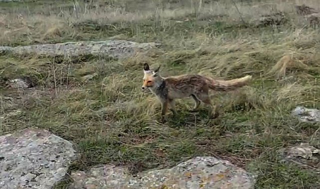 Tilki dron kamerasına takıldı