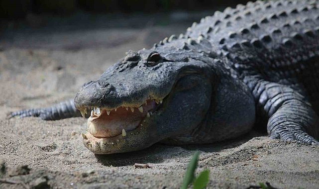 Timsah güney banyosu keyfi...