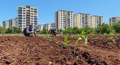 Tohumculukta dışa bağımlılığı bitirecek proje