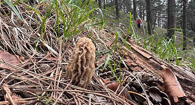Toplaması bir tutku: Torosların bereketi "Kuzugöbeği" mantarı
