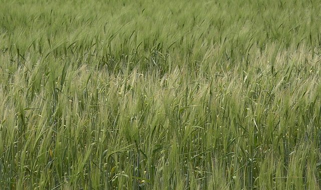 Trakyalı çiftçilerin umutlu bekleyişi