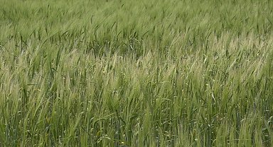 Trakyalı çiftçilerin umutlu bekleyişi