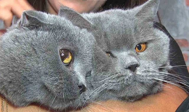 Travmatik geçmişleri olan kediler sosyalleşiyor