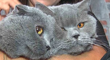 Travmatik geçmişleri olan kediler sosyalleşiyor