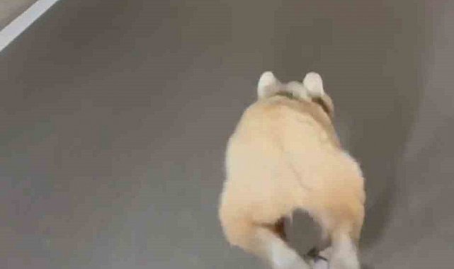 Tünelde koşan ayı cep telefonu kamerasında