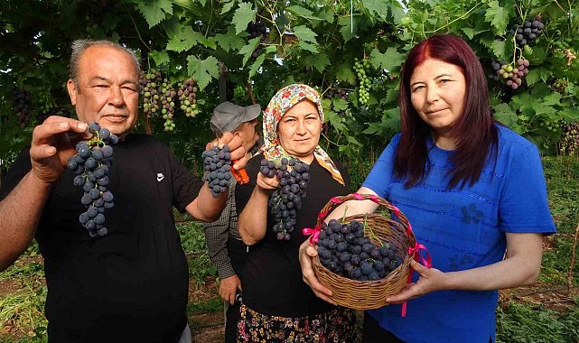 Turfanda 'Siyah İnci' hasadı başladı