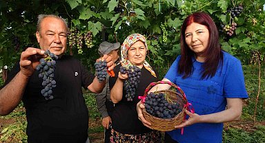 Turfanda 'Siyah İnci' hasadı başladı
