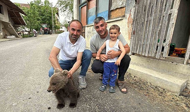 Türkeli'de annesiz bulunan yavru ayı kurtarıldı