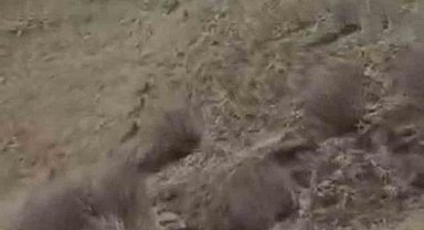 Türkiye-İran sınırında domuz sürüsü görüntülendi