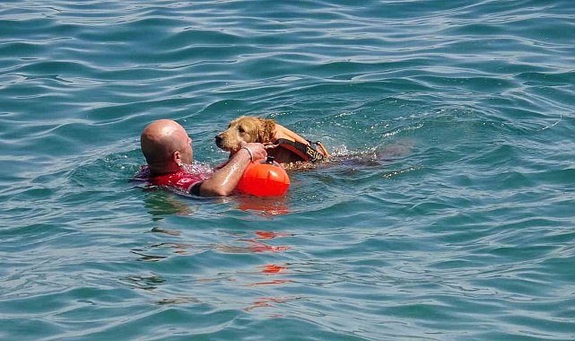 Türkiye'nin ilk sivil sualtı kurtarma köpeği Zeyna, görev için gün sayıyor