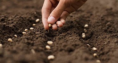 Türkiye'nin tohum ve fide üretimi arttı meyve fidanı üretimi ise 10,7 milyon azaldı