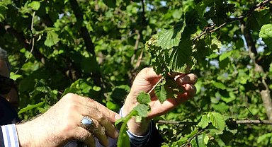 TZOB Genel Başkanı Bayraktar, Giresun'da zirai don incelemesinde bulundu