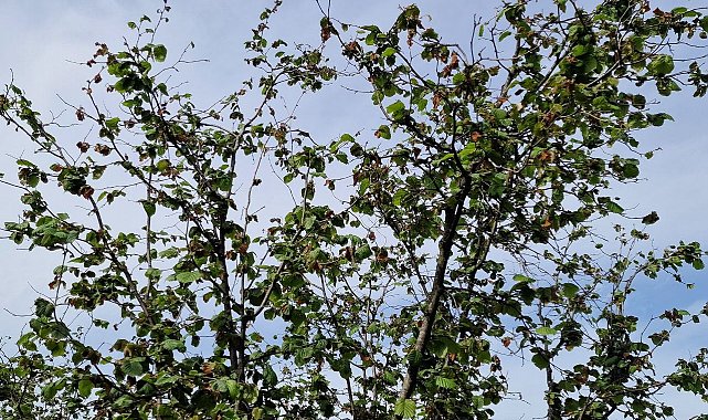 TZOB Genel Başkanı Bayraktar: "Tarıma pozitif ayrımcılık yapmak zorundayız"