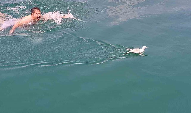 Uçamadığı için barajda mahsur kalan martıyı tekne çalışanı kurtardı